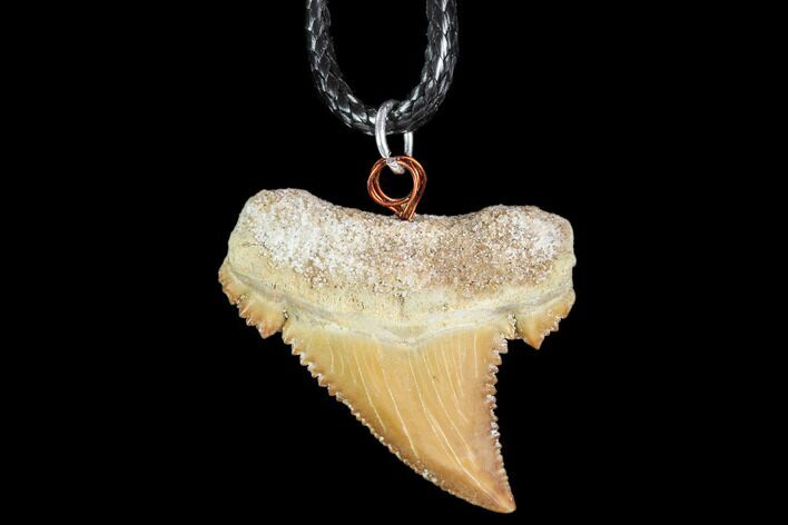 Fossil Shark (Palaeocarcharodon) Tooth Necklace -Morocco #110032